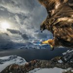 Audun-Rikardsen-Wildlife-Photographer-of-the-Year-768x546@2x