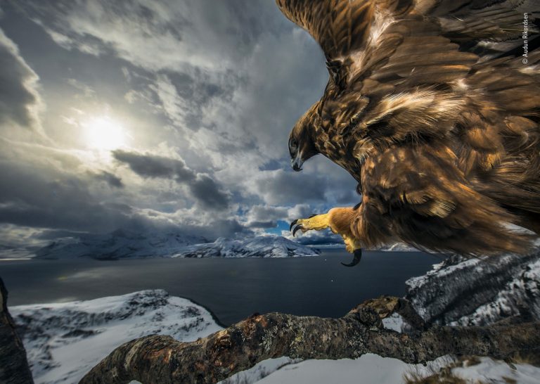 Audun-Rikardsen-Wildlife-Photographer-of-the-Year-768x546@2x