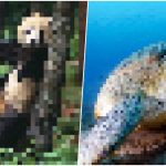 Population-by-pixel-JJSmooth44-endangered-animals-bigumigu-23