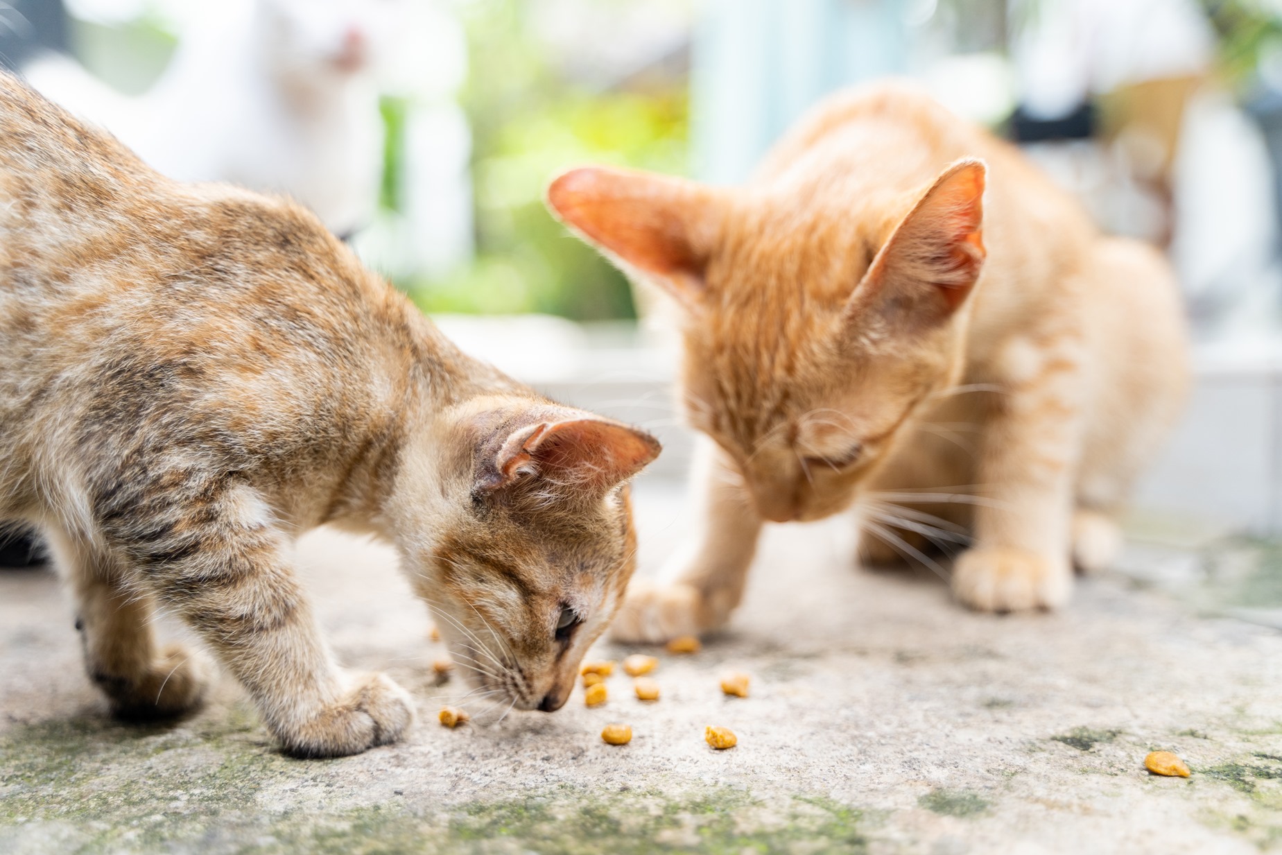 Görsel - 2_161543831